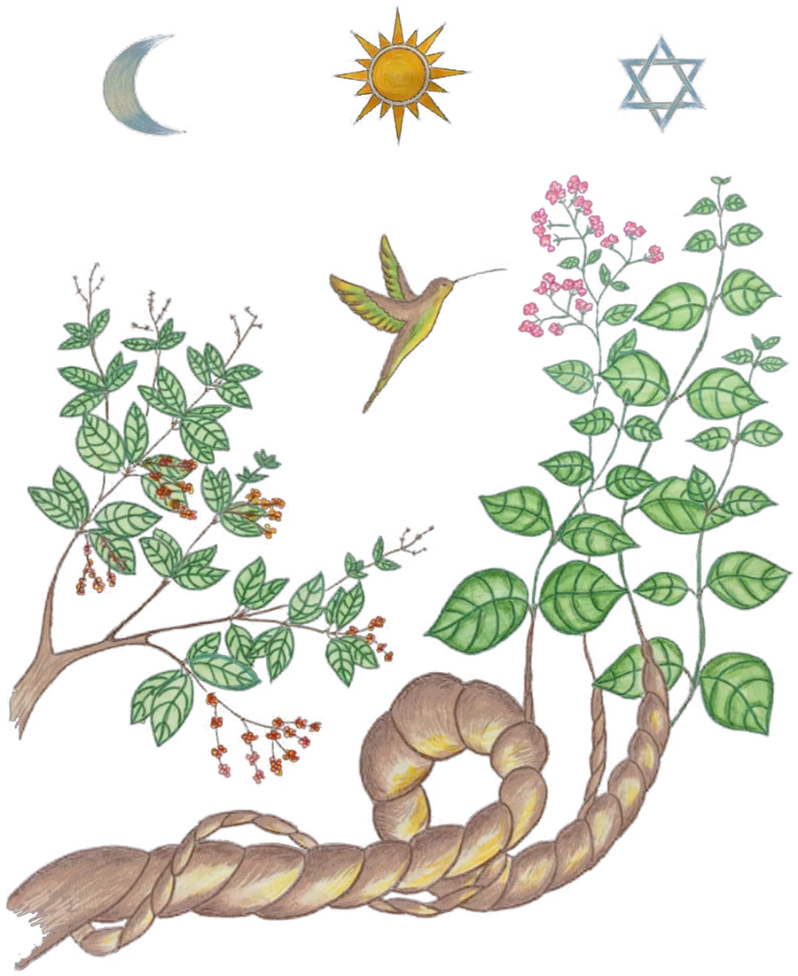 A botanical drawing of two plants: a thick twisting woody vine along the foot of the page, and a broad-leaved shrub with clusters of small pink flowers. A hummingbird hovers between them, and above are a crescent moon, a golden sun and a six-pointed star.